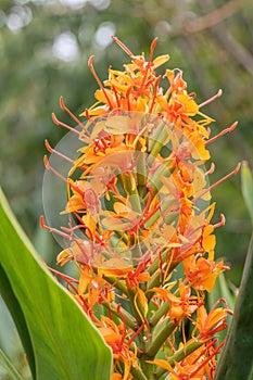 Orange Bush ginger, Hedychium coccineum Aurantiacum, flower spike